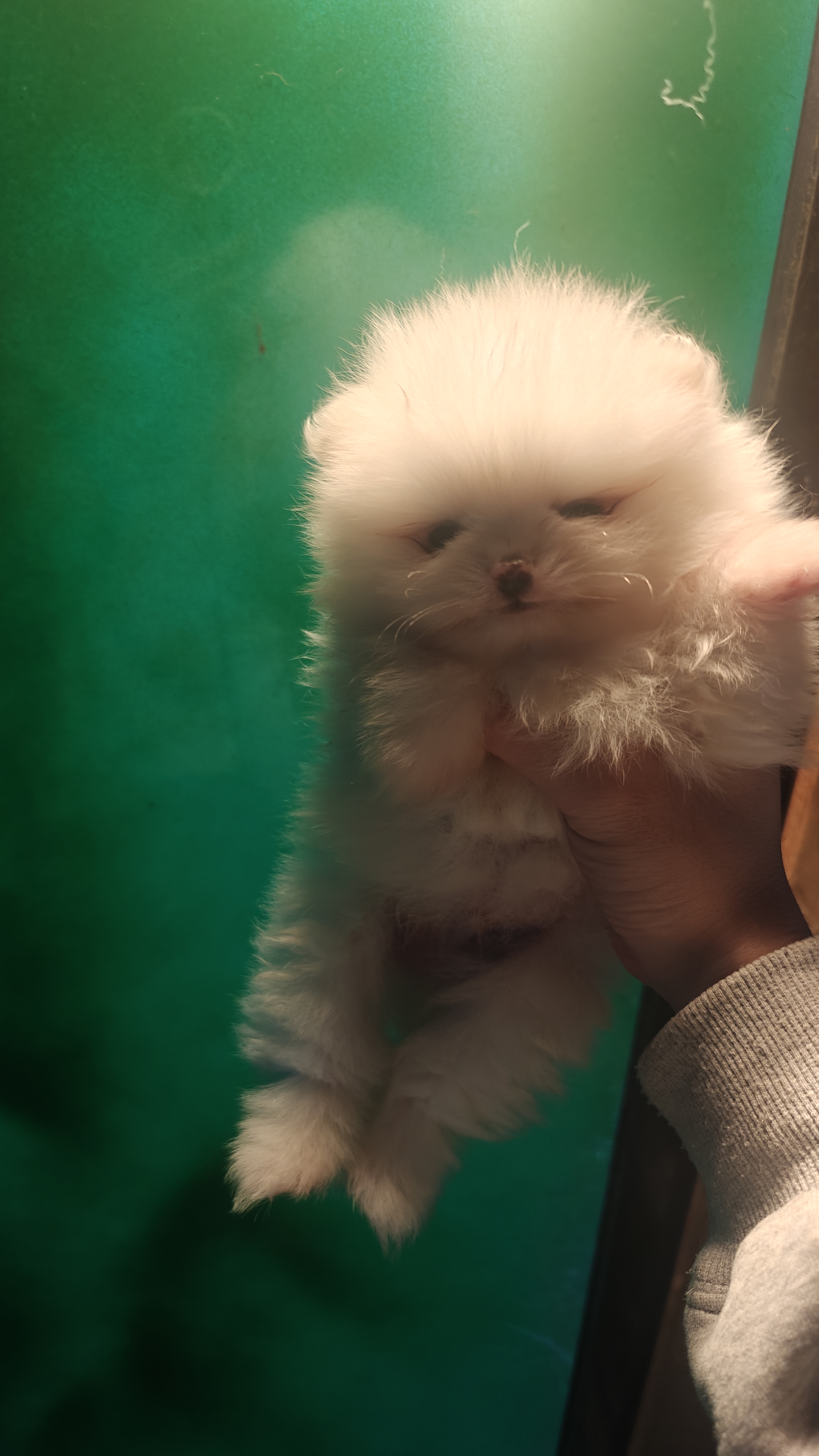 小博美，就是图片上这只，可以自提